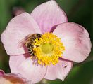 Herbst-Anemone