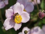 Herbst-Anemone