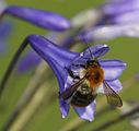 Agapanthus